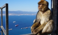 Dagtocht naar Gibraltar met vertrek vanuit Tavira